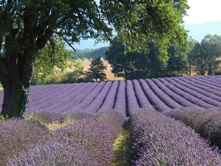 Lavande en Luberon Lavande en Luberon